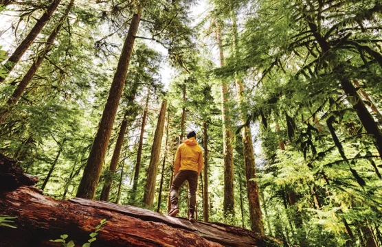 A person in a yellow jacket hiking in the PNW