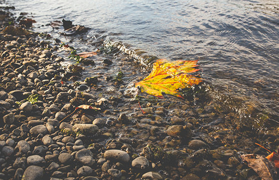 Maple leaf floating in the water