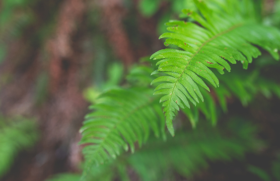 ferns in the forest
