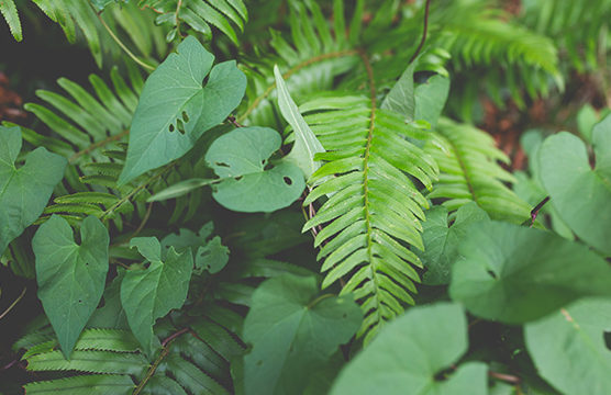 ferns and plants in the forest